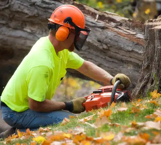 tree services Sandia Knolls